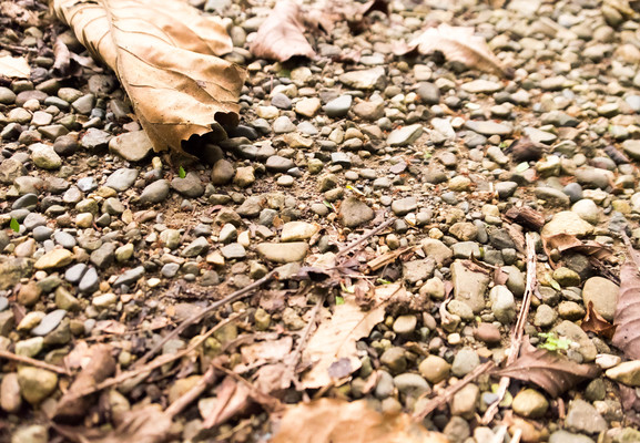 Panama--nighttime rainforest tour-s023-r2